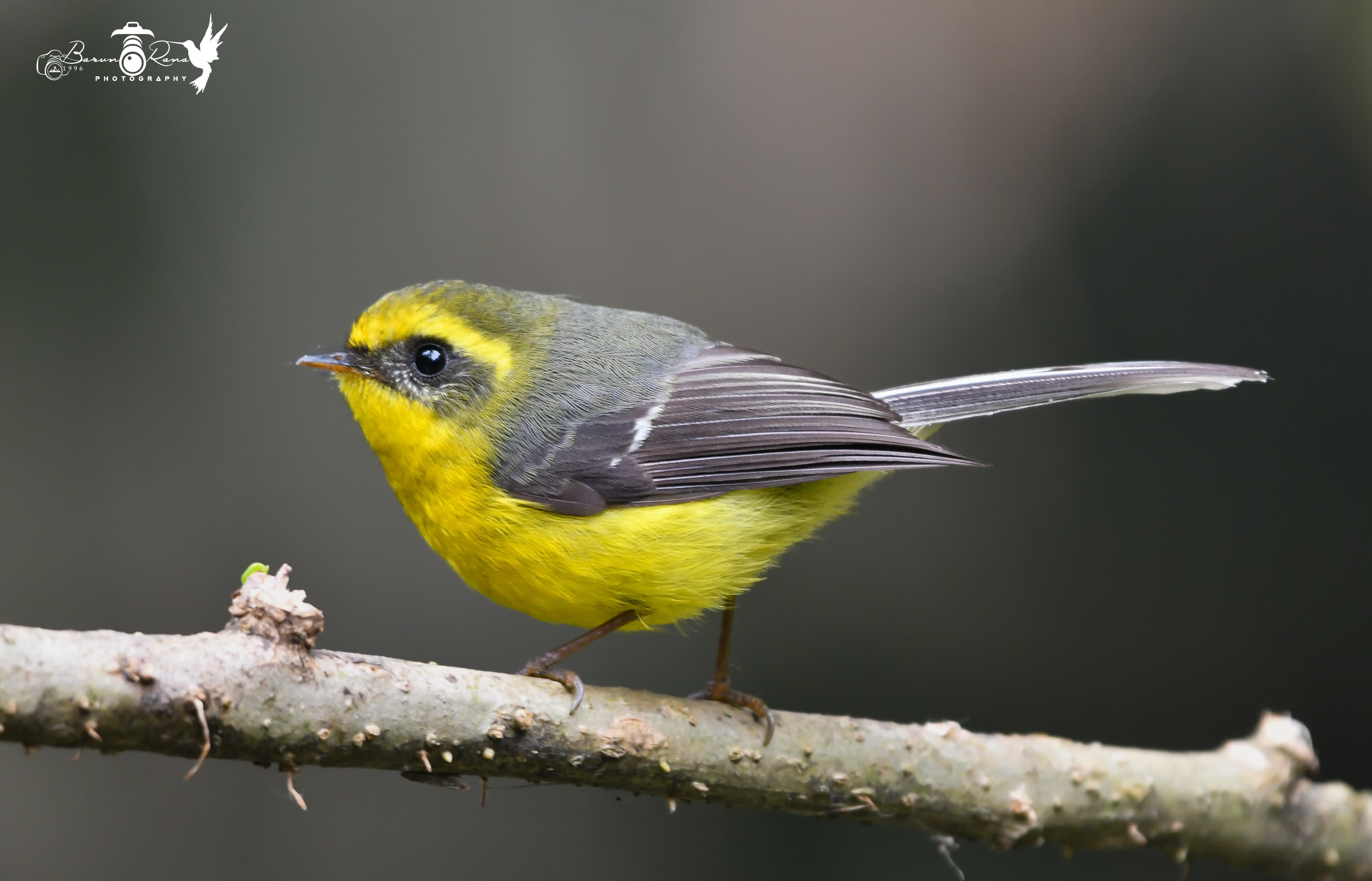 Yellow Bellied Fantail